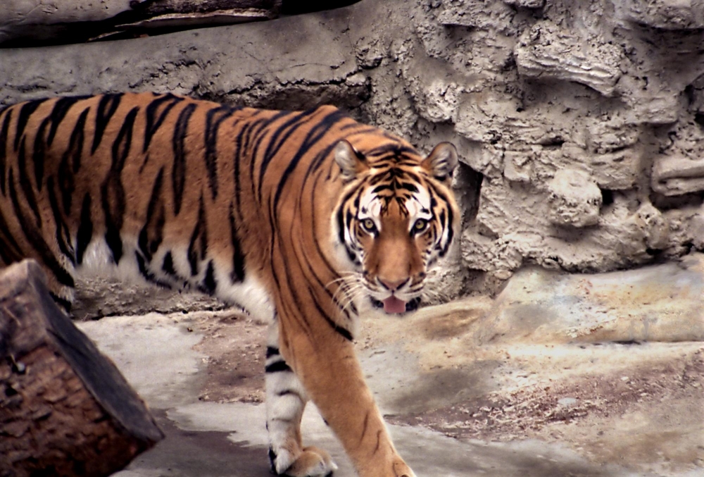 Tiger,At,San,Diego,Zoo